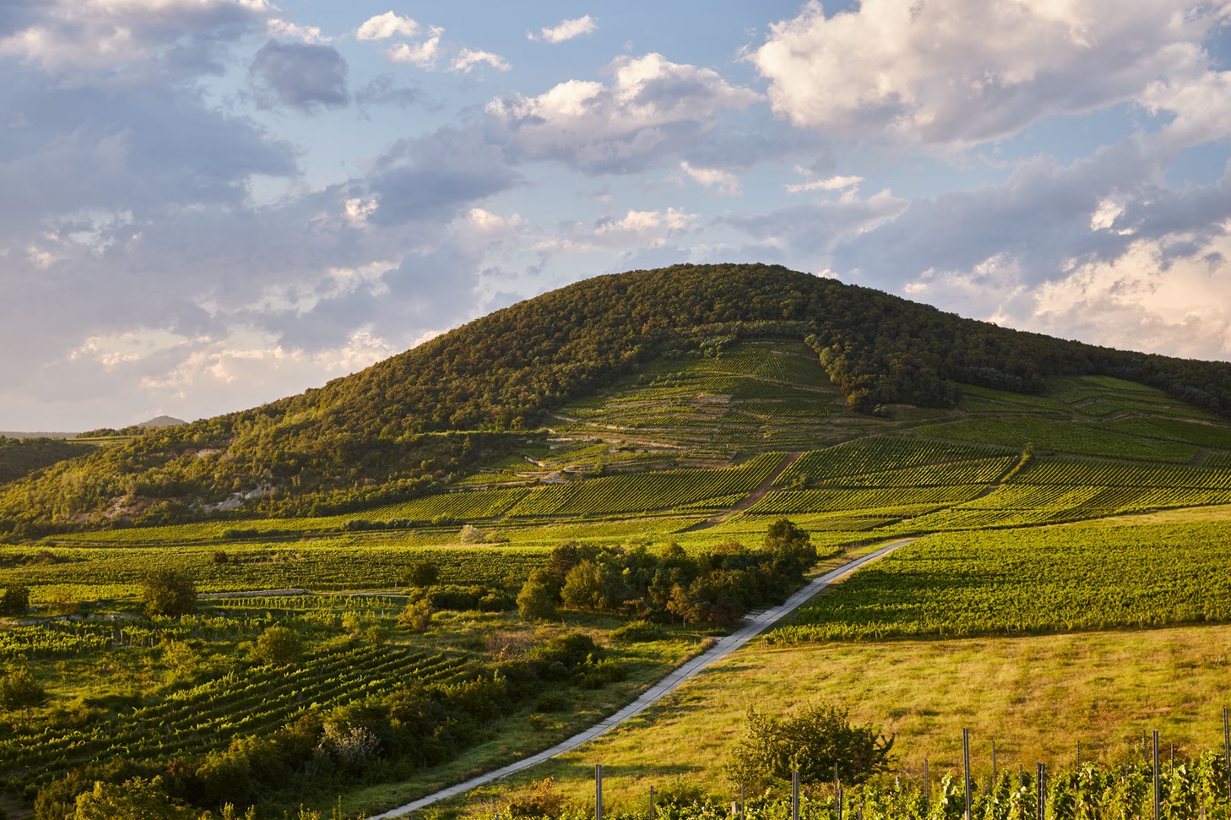 Terraced vineyard slopes with forested hilltop overlooking a winding road through Eastern Slovenia's wine region, rolling green fields under partly cl
