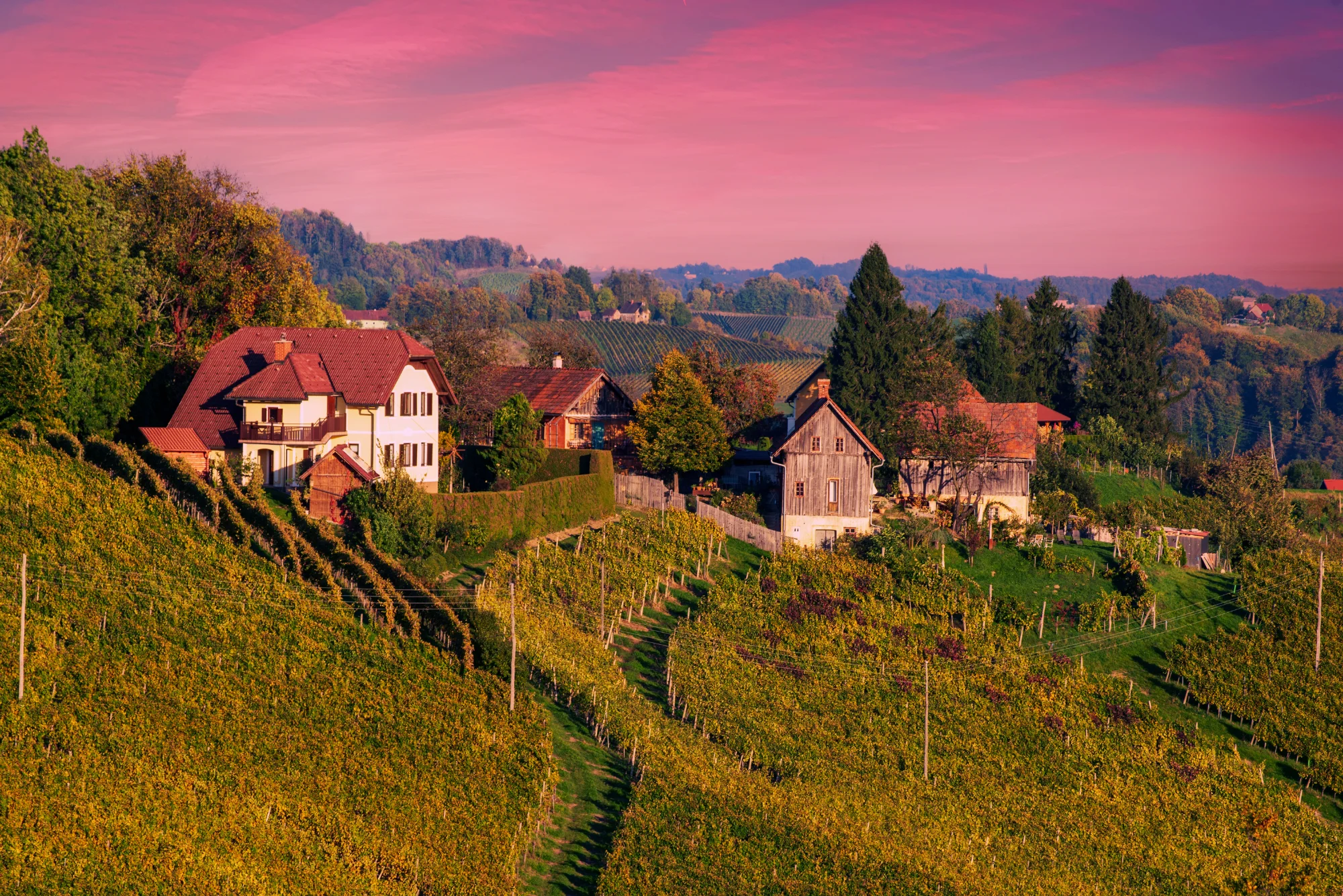 Terraced vineyards in autumn surrounding a white house with red roof and traditional farm buildings in Eastern Slovenia