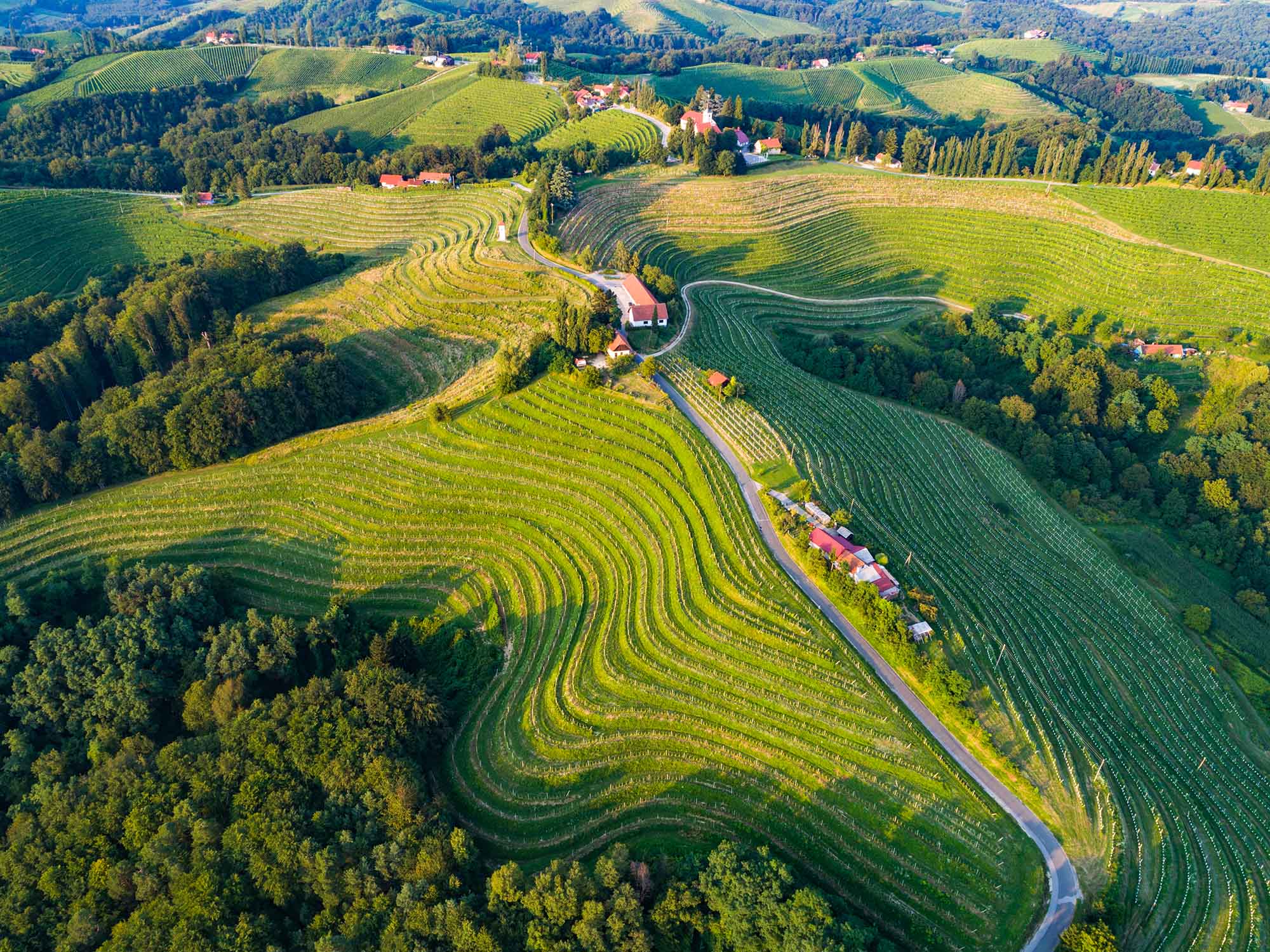 Rolling vineyard hills with contoured rows following terrain in Eastern Slovenia, forested valleys between, red-roofed farmhouse and road visible