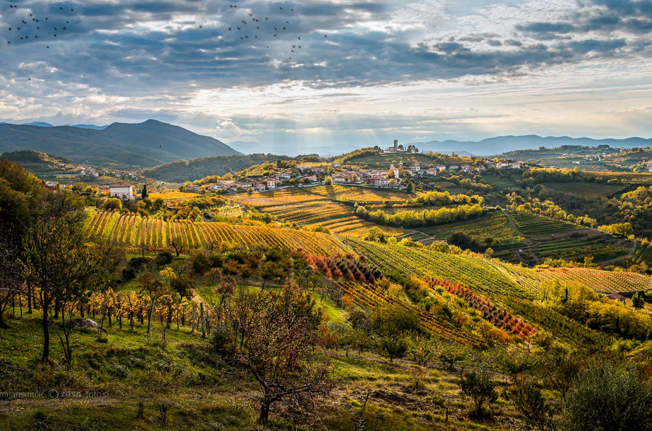 Terraced vineyards in autumn across rolling hills with a hilltop town and church spire in Eastern Slovenia