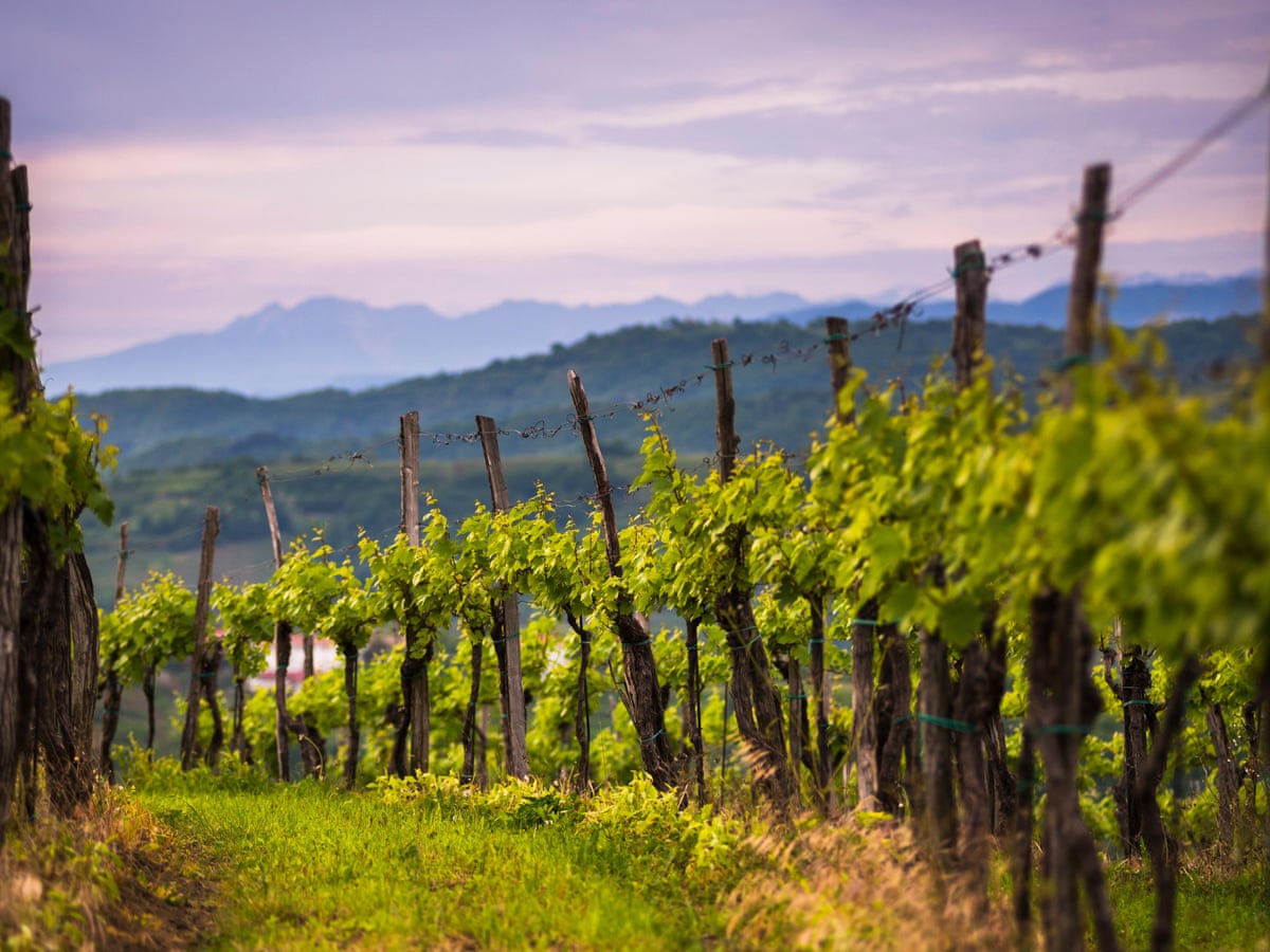 Young grapevines trellised on wooden stakes in a hillside vineyard, with layered mountains under purple twilight sky