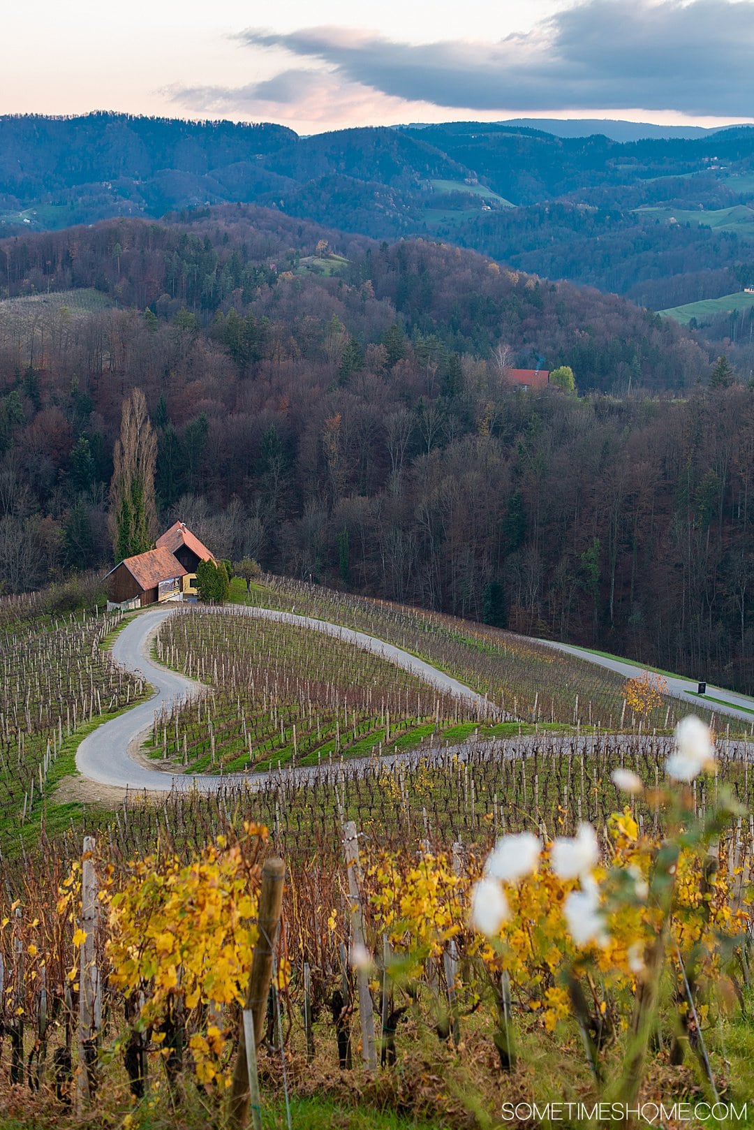 Terraced vineyard in Eastern Slovenia with autumn grapevines showing yellow foliage, winding gravel road, and traditional stone winery building surrou