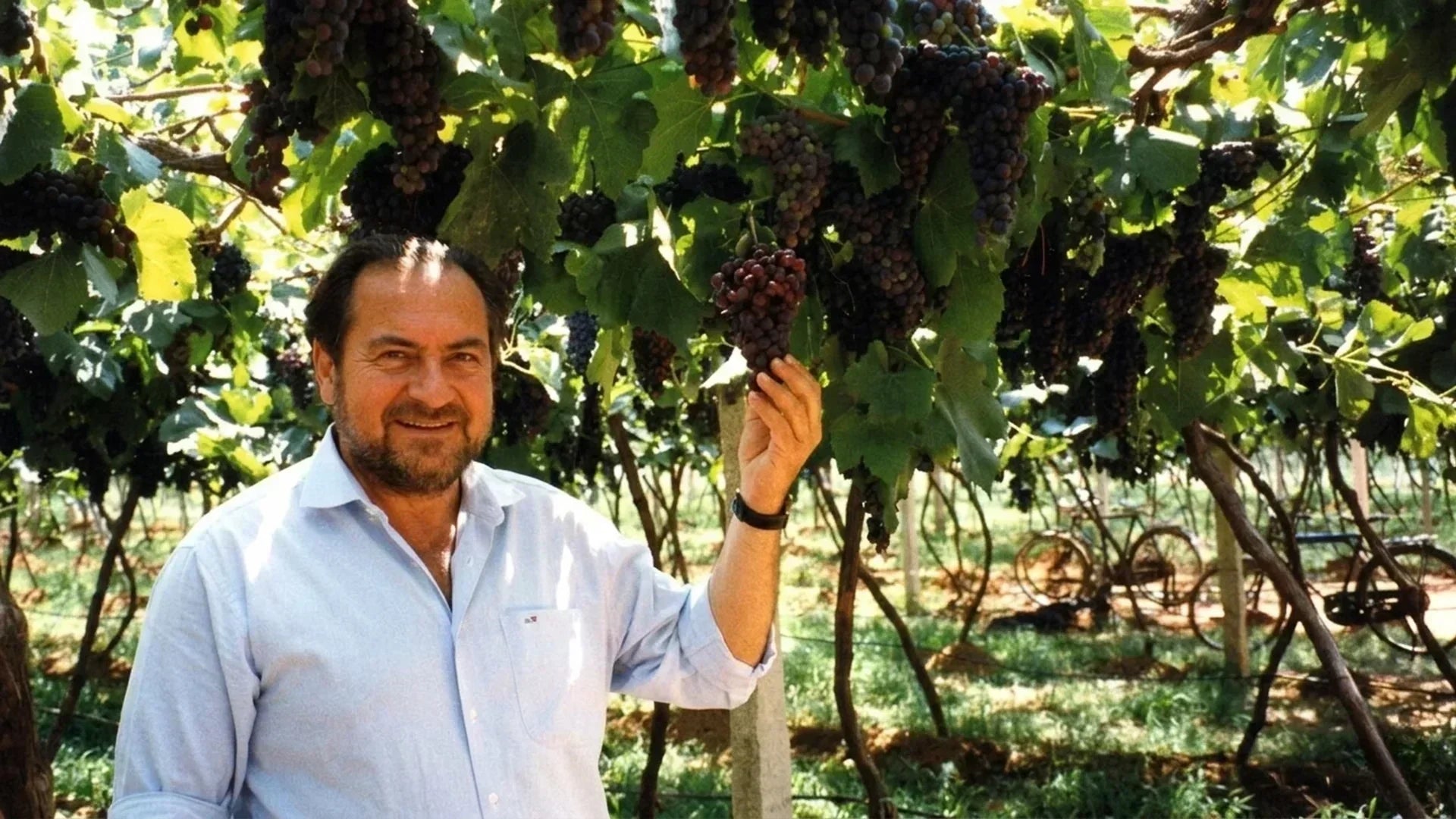 Man in light blue shirt holding cluster of dark red grapes in vineyard with green foliage