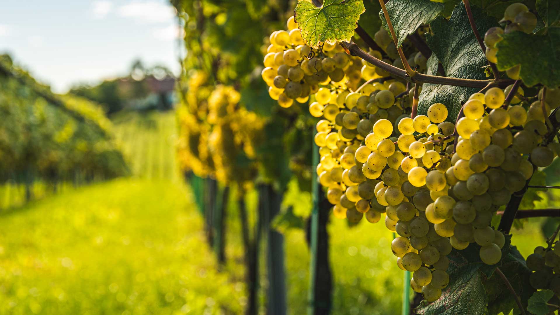 Bunches of ripe white grapes hanging on vine rows in a vineyard, yellow-green fruit backlit by sunlight with blurred vineyard rows and buildings in ba