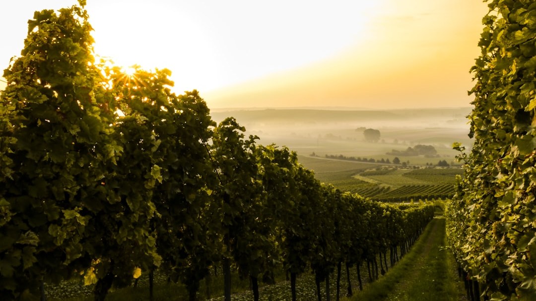 Vineyard rows at golden hour