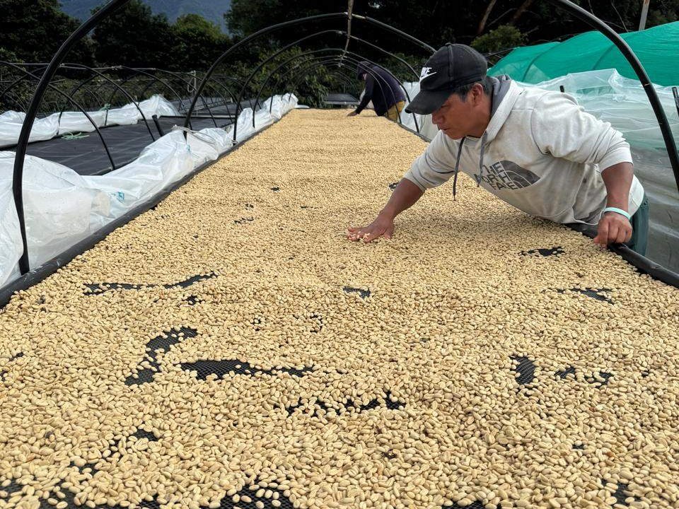 A man in a cap and light-colored shirt leans over a large bed of tan-colored coffee beans drying under a metal-framed greenhouse with white and green coverings.