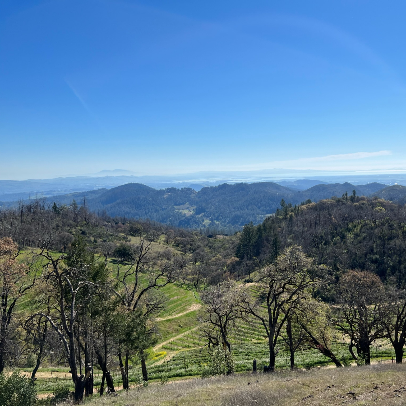 Vast landscape view with rolling hills, lush green fields, and scattered trees under a clear blue sky. Pathway winds through vineyard.