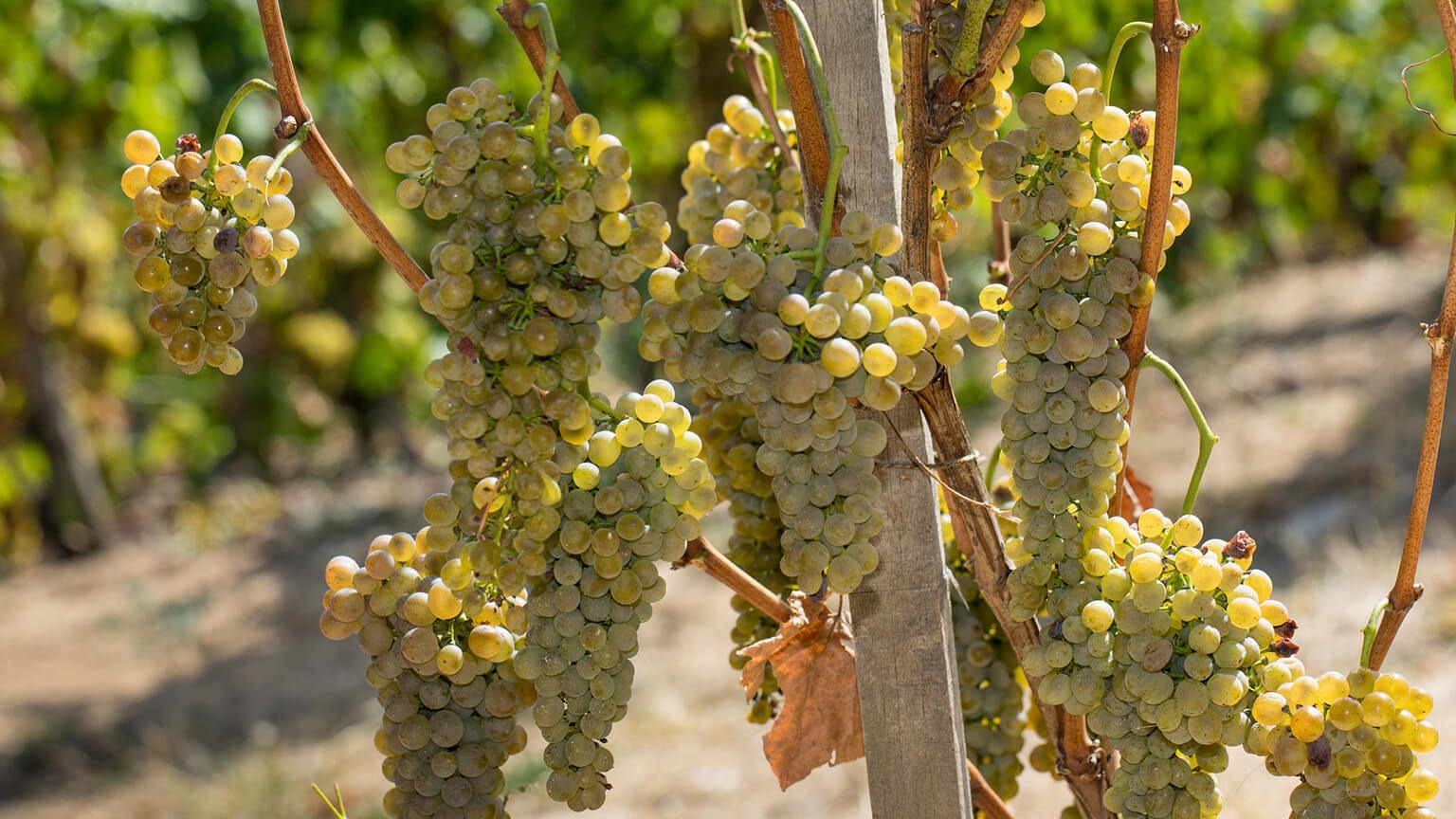 Viognier Grapevine