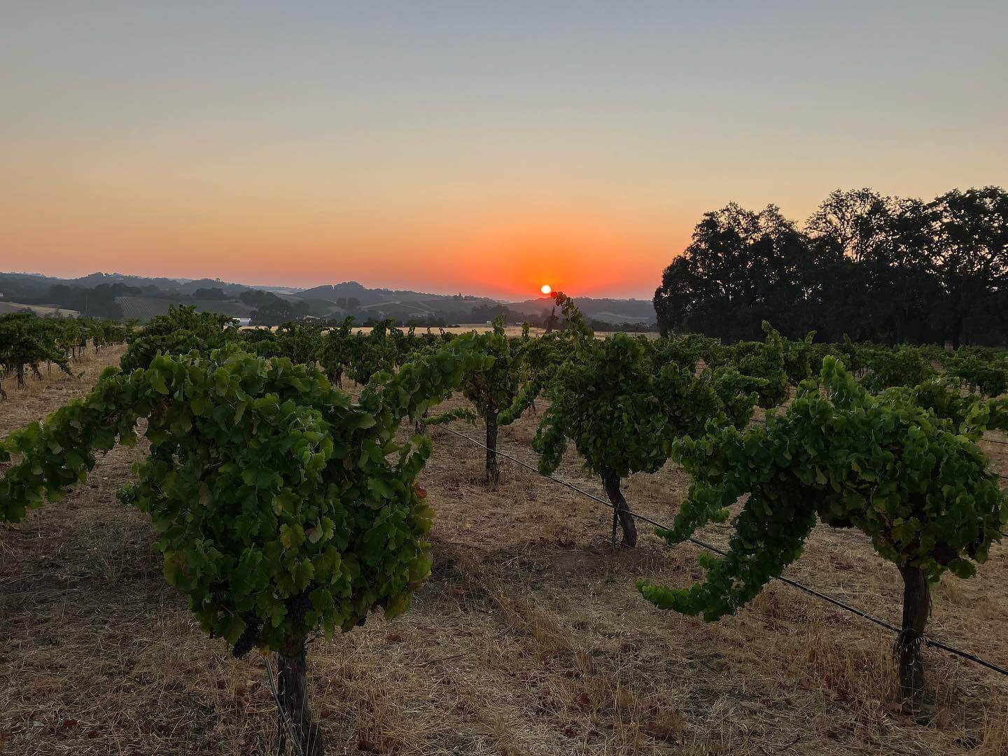 Ledge Vineyard's Estate Vines