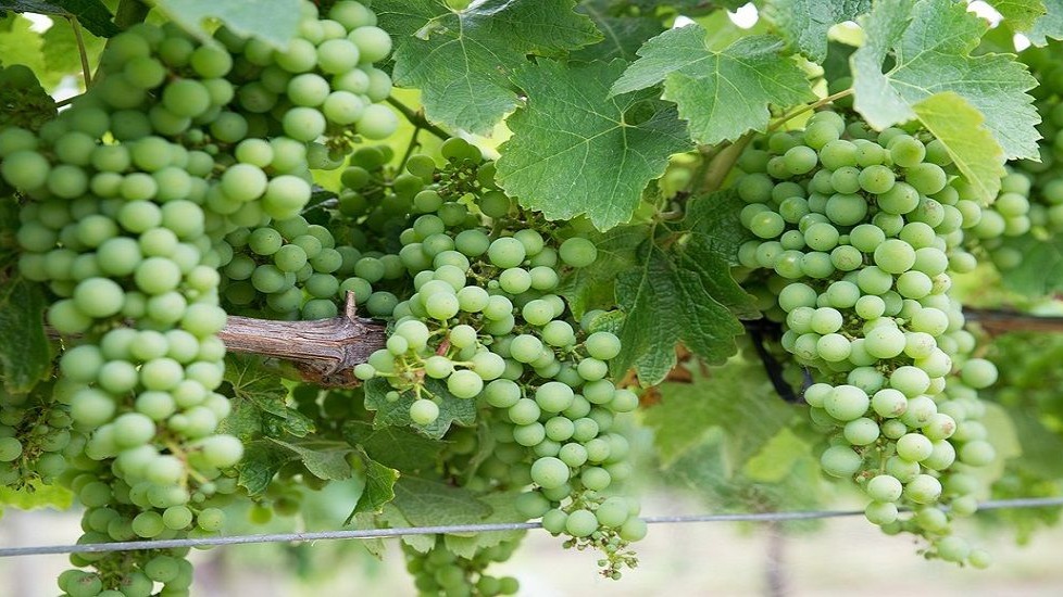 Chardonnay Grapevine