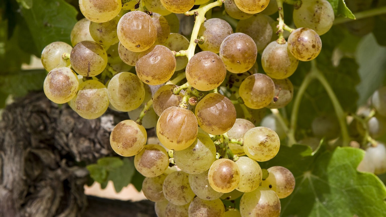 Marsanne Grapevine