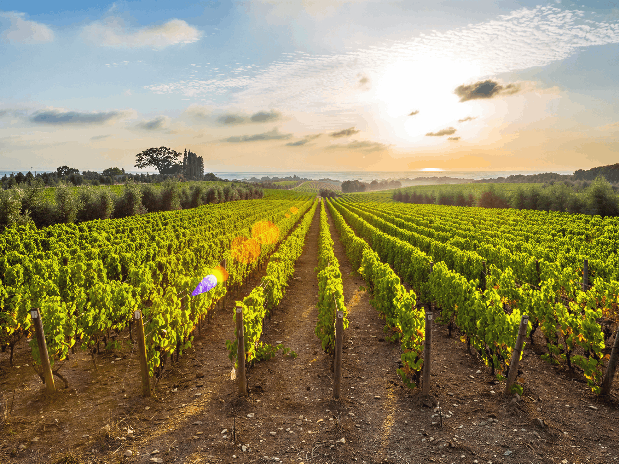 Sassicaia Vineyard at sunset with the Tyrrhenian Sea in the distance. Lush green vines in neat rows. Sunlight casts a warm glow, and scattered clouds dot the blue sky.