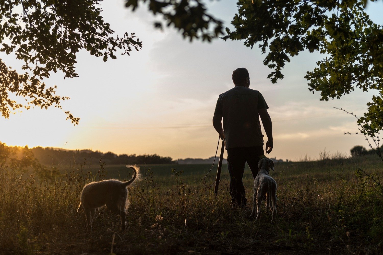 A Truffle Hunter and his dogs at sunset