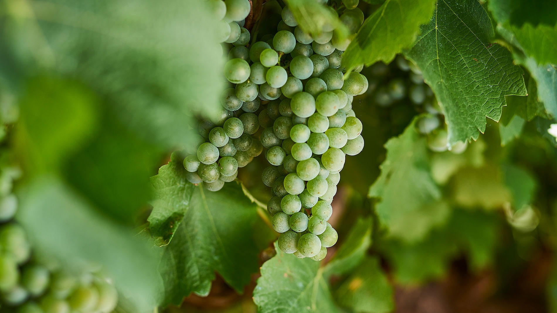 Semillon Grapevine