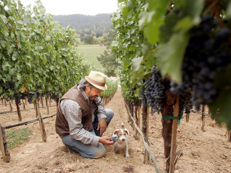 A wine dog amongst the vineyards at Hundred Acre
