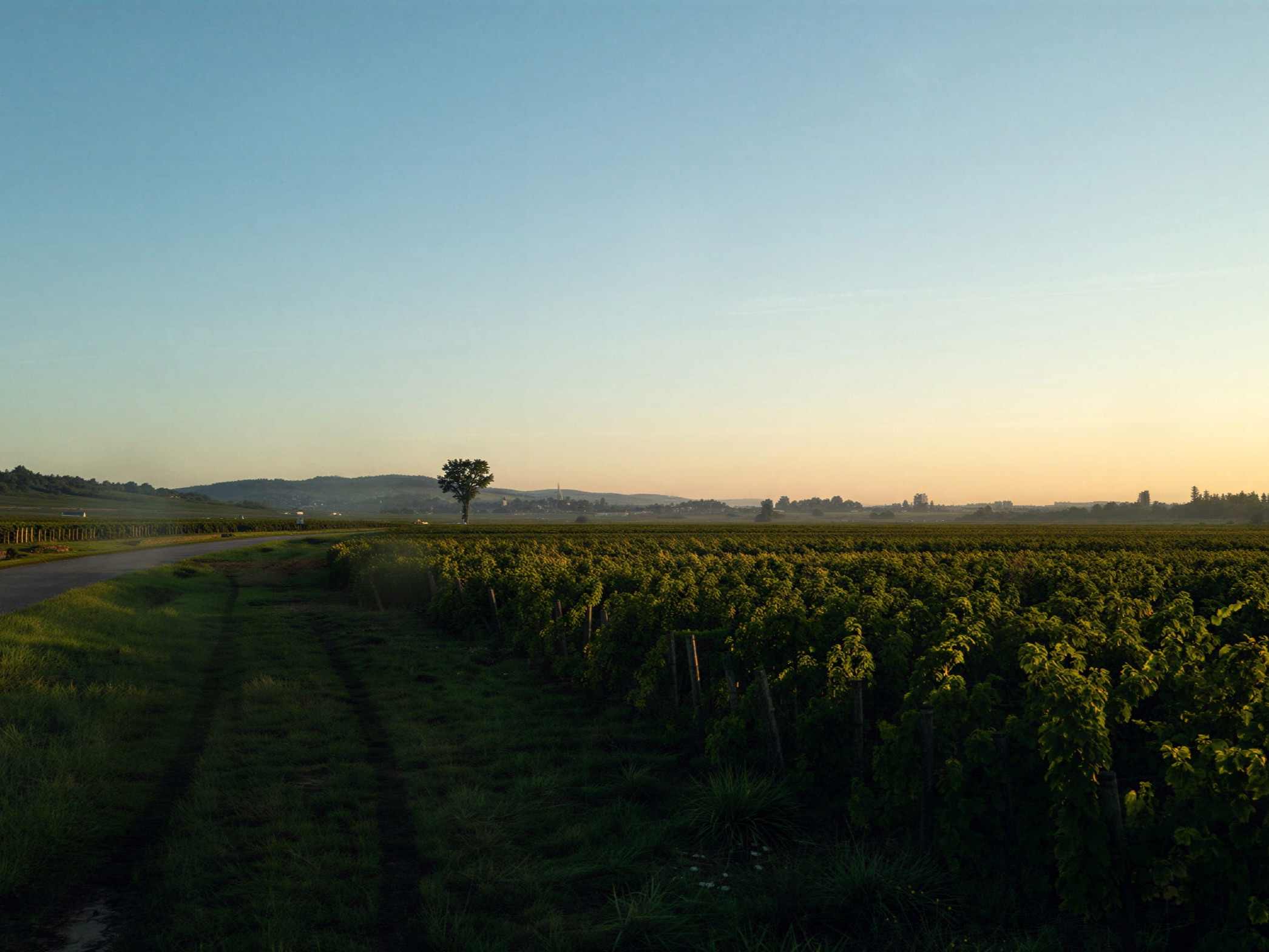 Vast Domaine Génot-Boulanger vineyards under a clear blue sky at sunset, with a single tree in the distance. A dirt path leads through the lush, green vines.