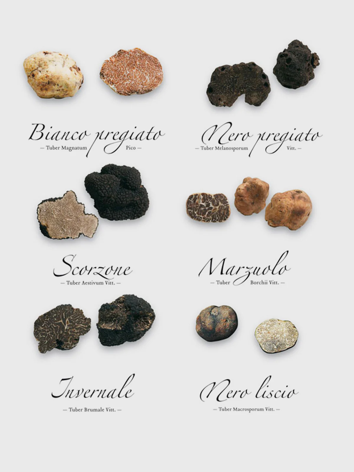 A chart of the types of edible truffles
