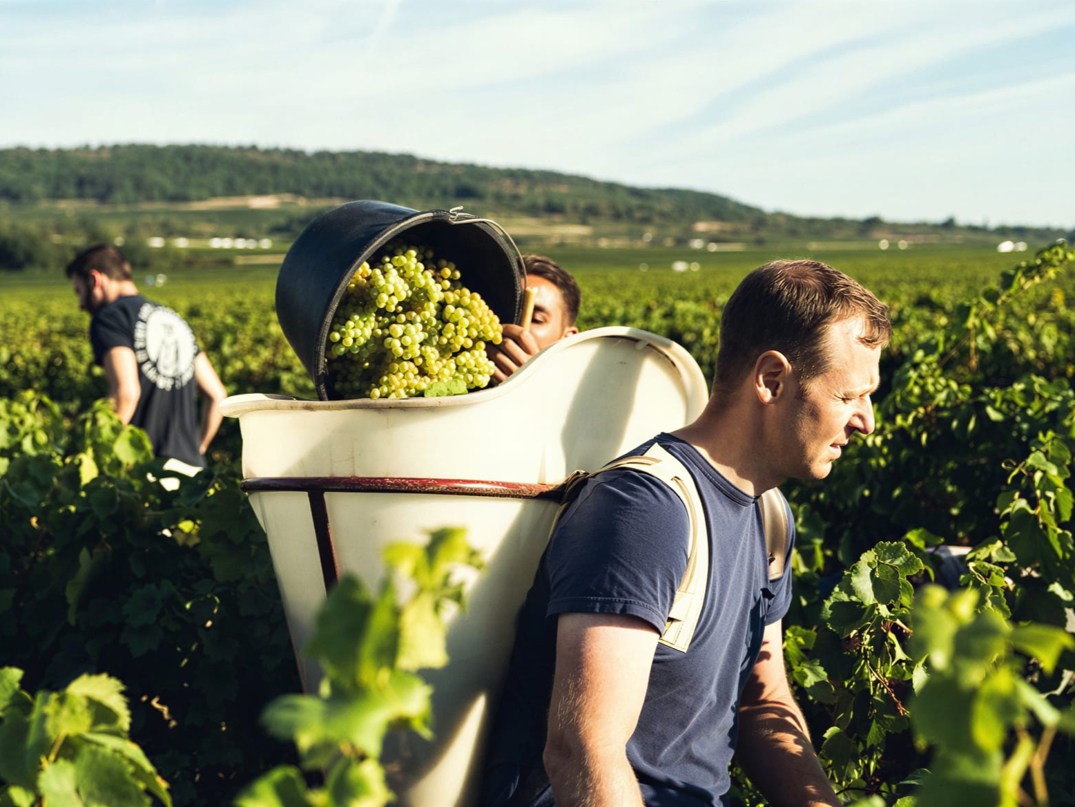 Domaine Génot-Boulanger winemaker Guillaume Lavolée harvests grapes in a sunlit vineyard. One carries a basket filled with green grapes, surrounded by lush greenery and distant hills.