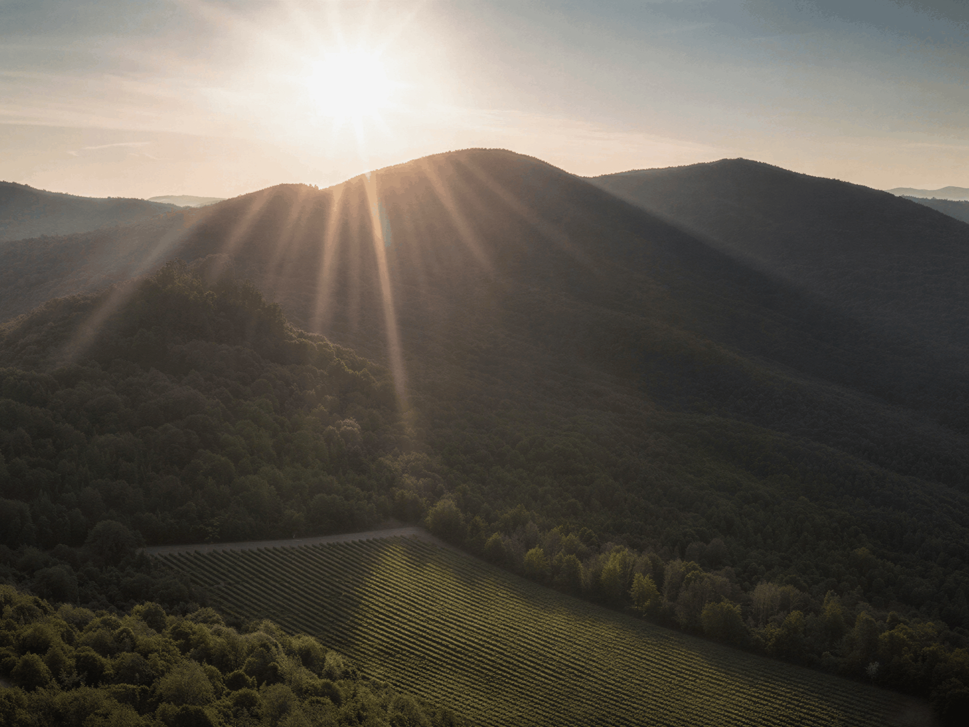 Sunrise over the Sassicaia Castiglioncello Vineyard lush green hills with sunrays shining through. A vineyard lies in the valley, creating a serene and peaceful scene.