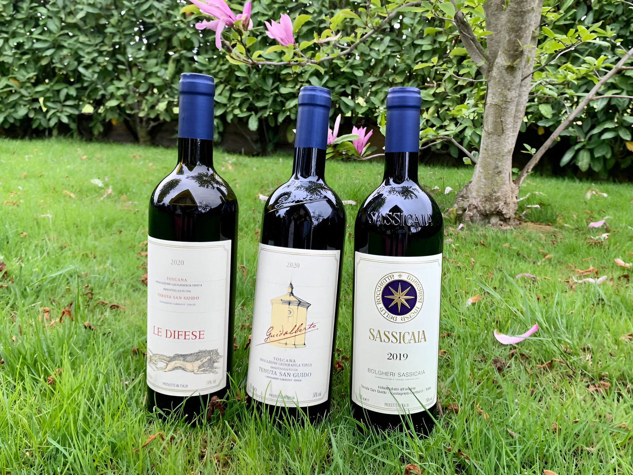 Three wine tasting bottles at Tenuta San Guido with blue caps on grass, under a tree with pink flowers. Labels read Le Difese, Guidalberto, and Sassicaia 2019.