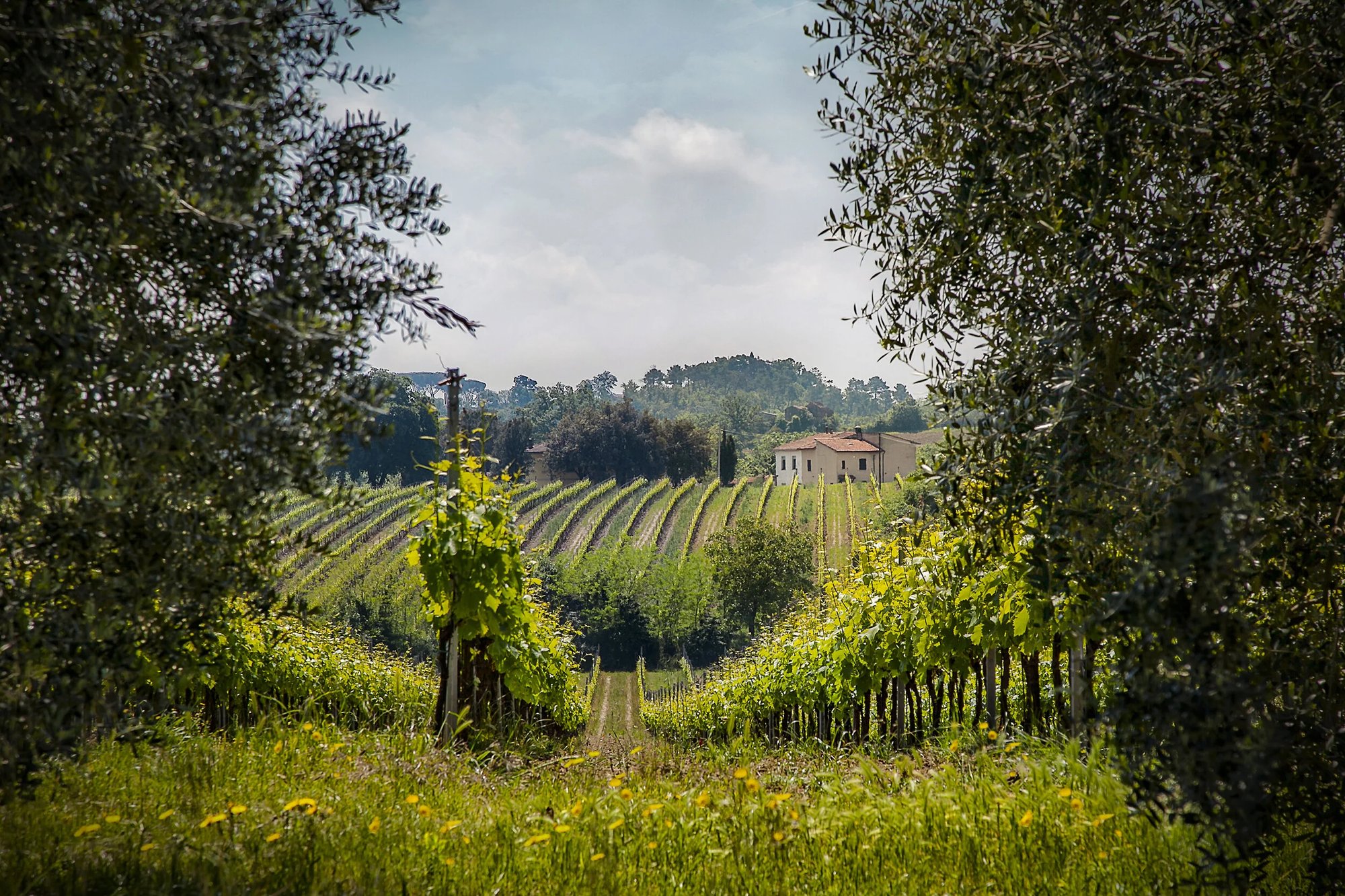 Zin Valle Vineyards
