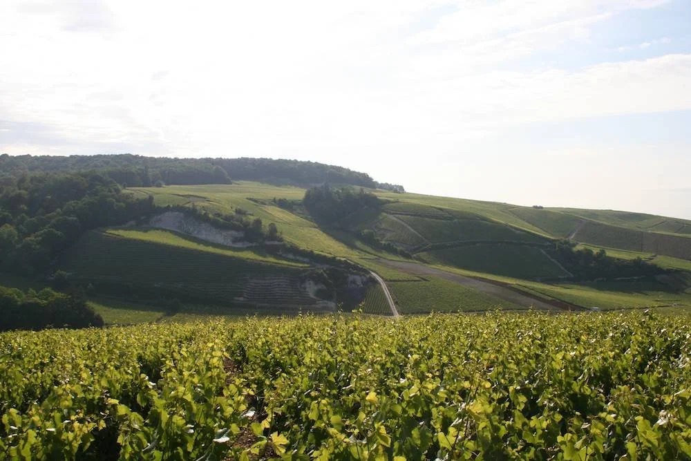 Champagne Geoffroy
