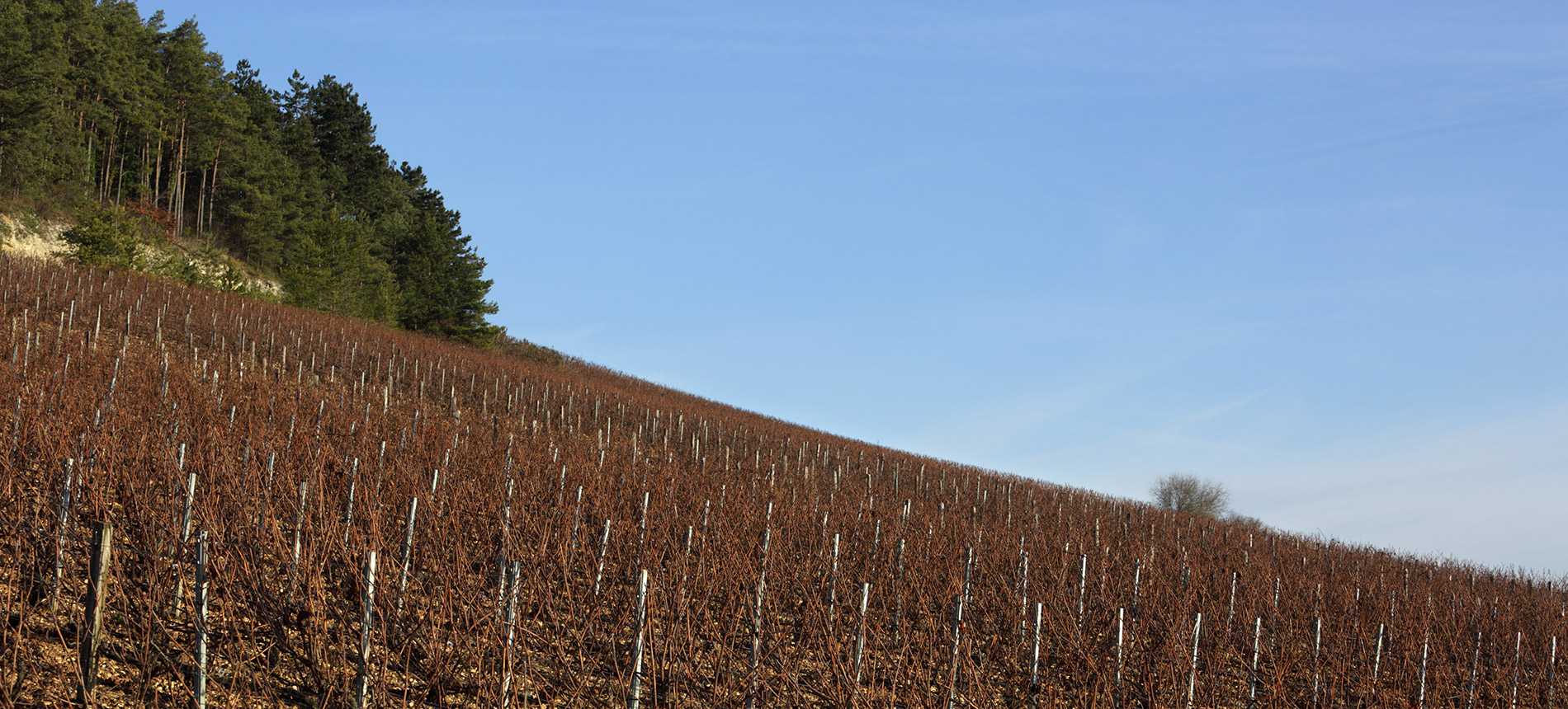 Champagne Marie-Courtin