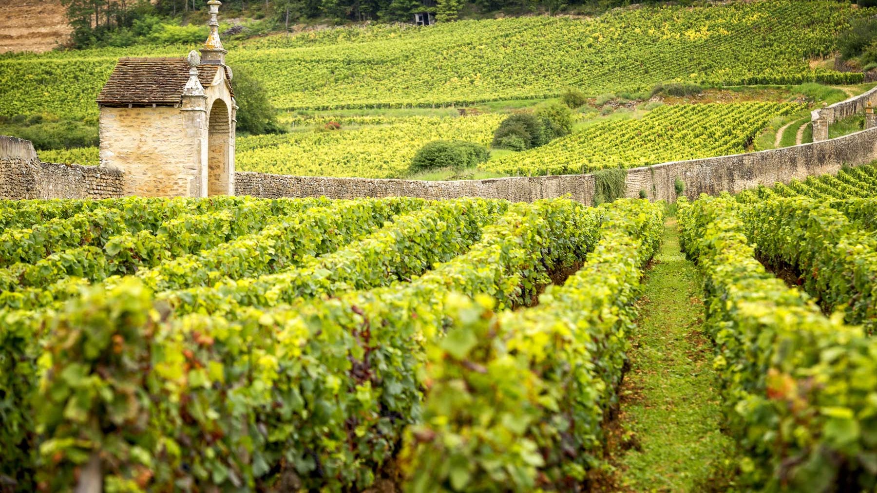 Domaine Robert Groffier Père & Fils