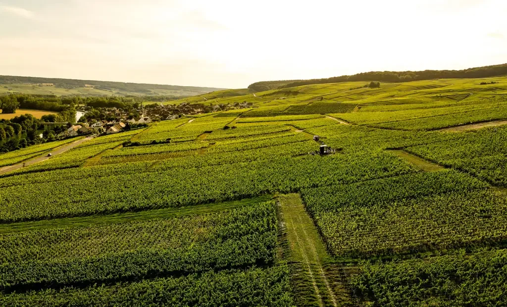 Champagne from Soil to Sip — Cumières Edition