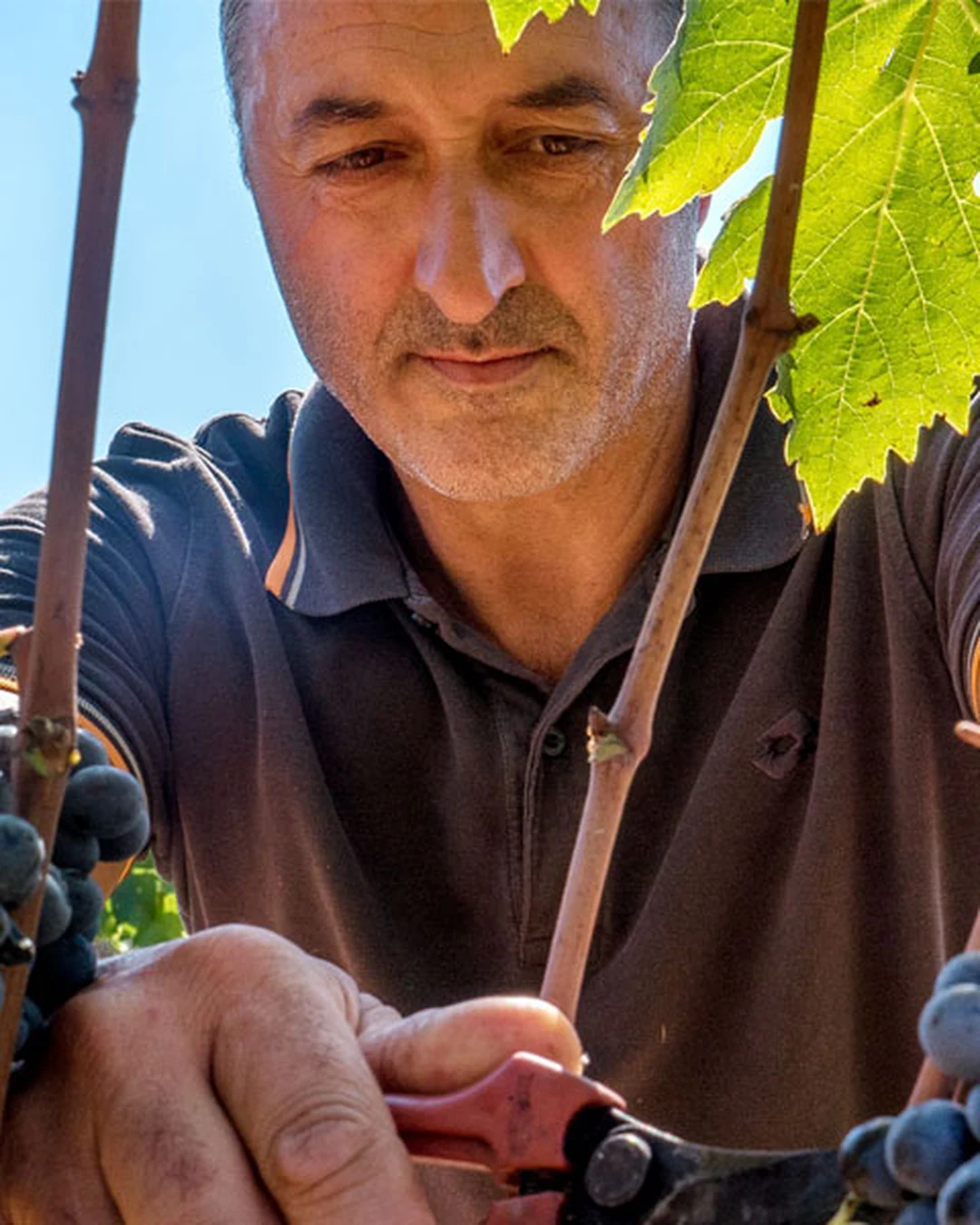 Portrait of Elia Palazzesi