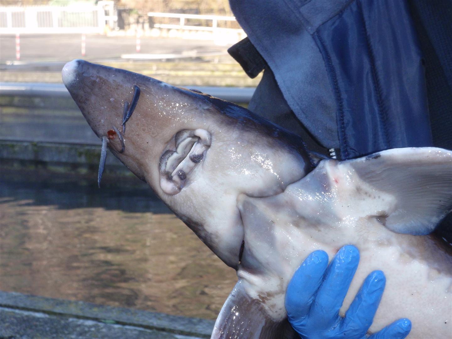 Female Siberian sturgeon at the Caviar Nacarii aquaculture facility in Les, Val d'Aran