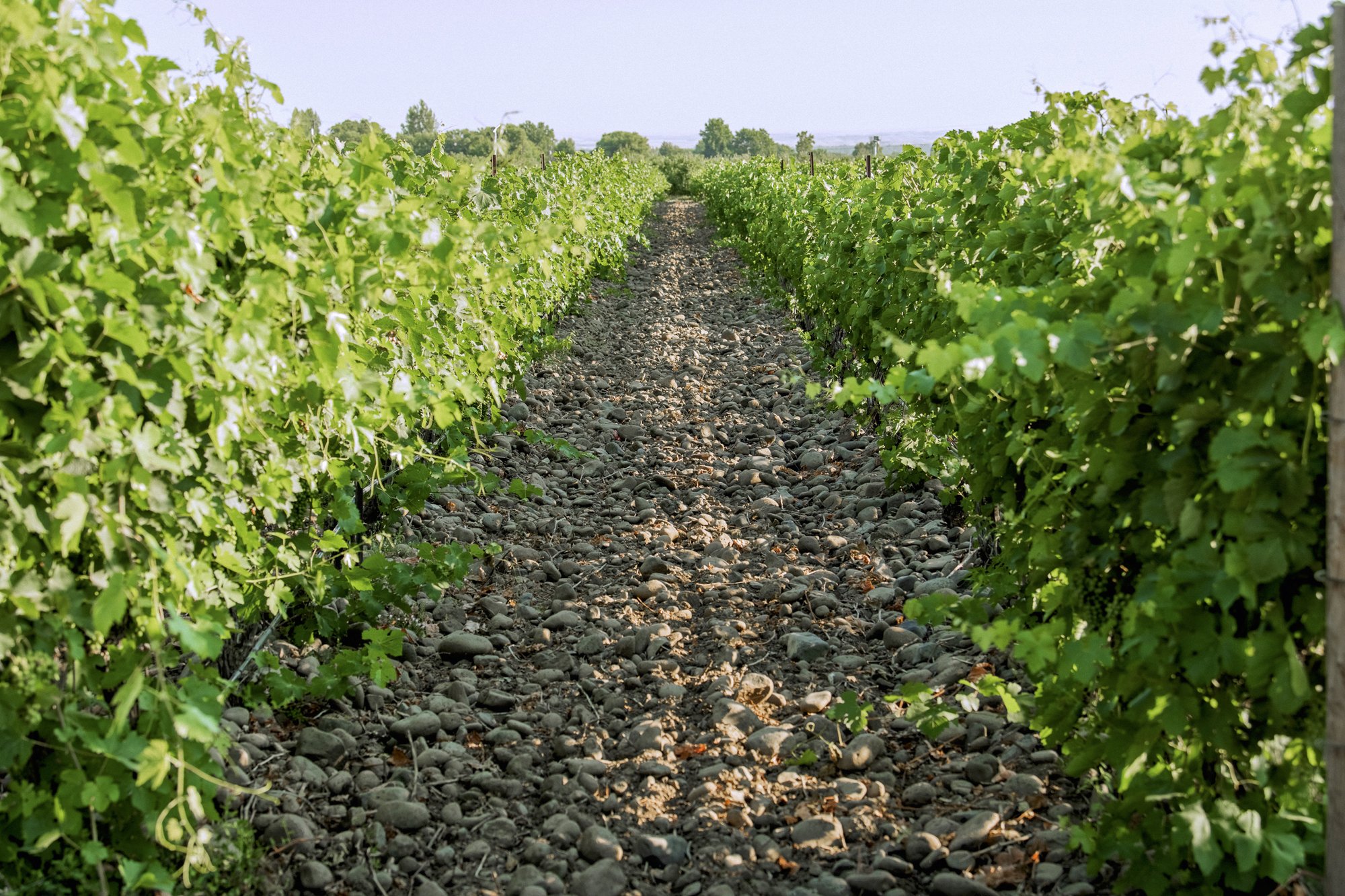Cayuse Vineyards