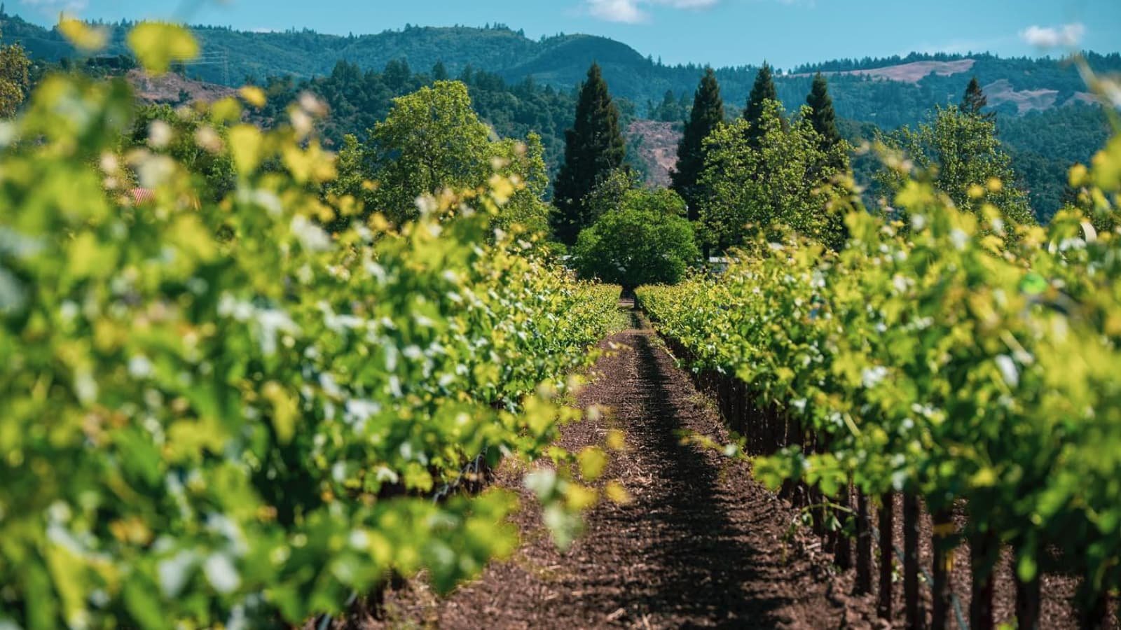 Salvestrin Winery |  | The En Primeur Club 