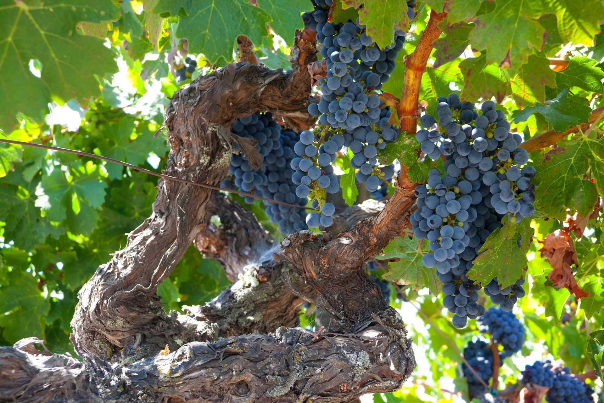 Fife Vineyards
