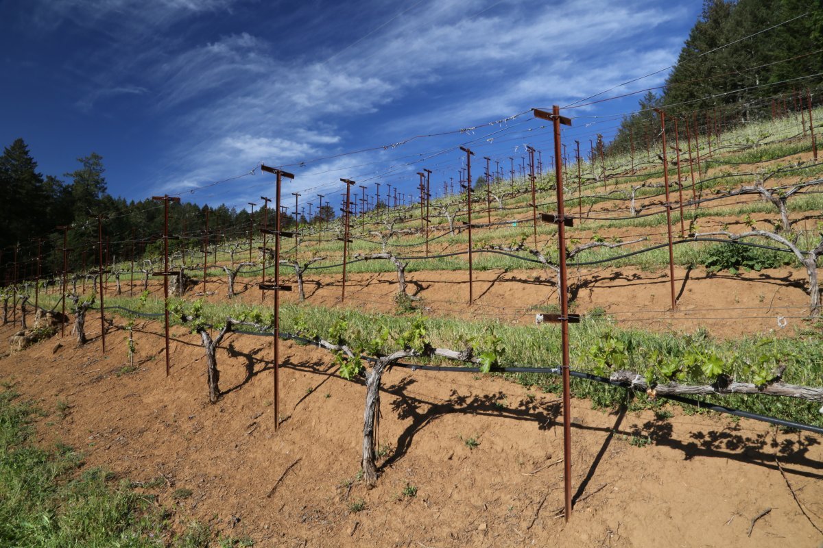 York Creek Vineyards