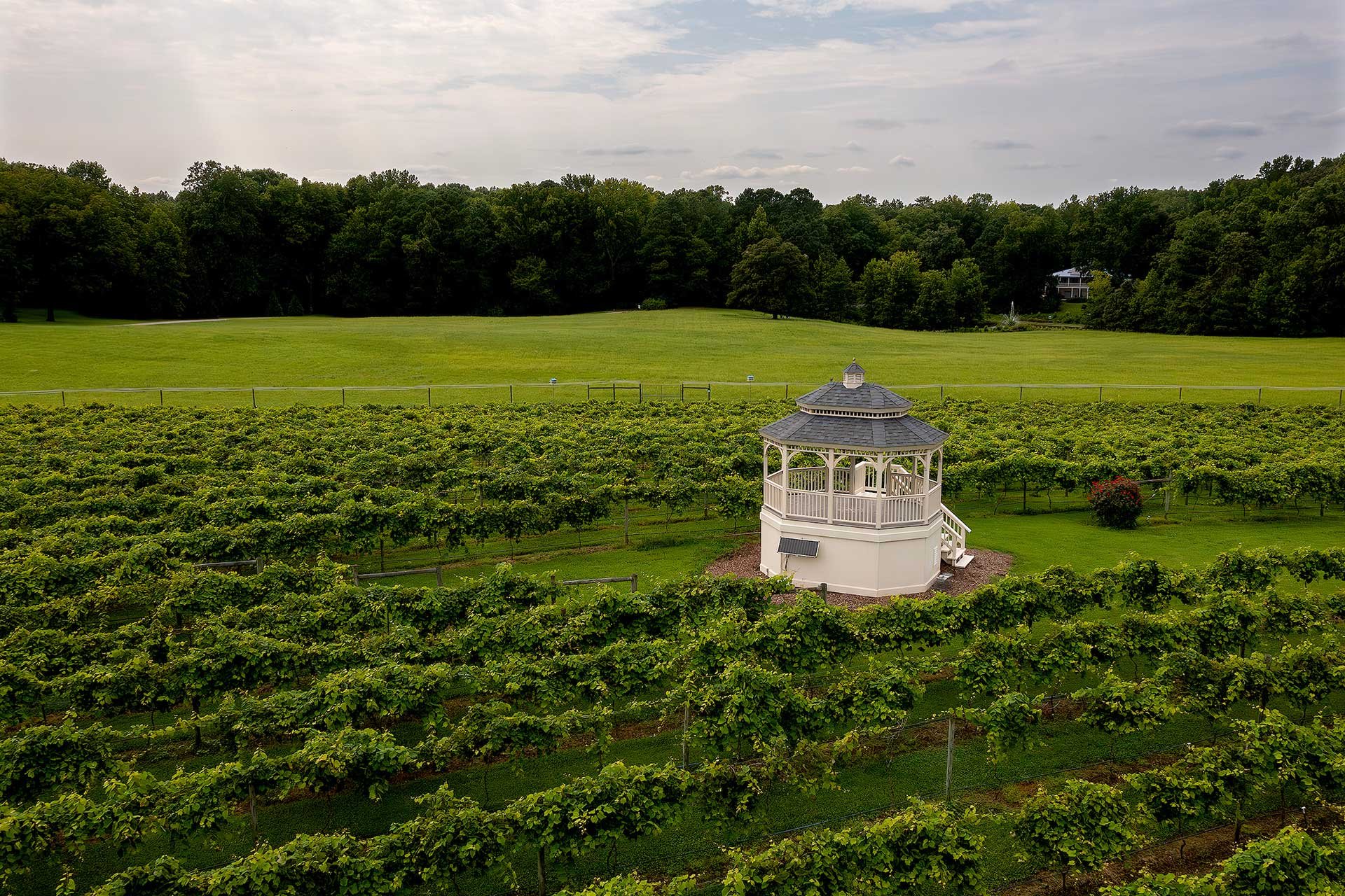 Gauthier Vineyard