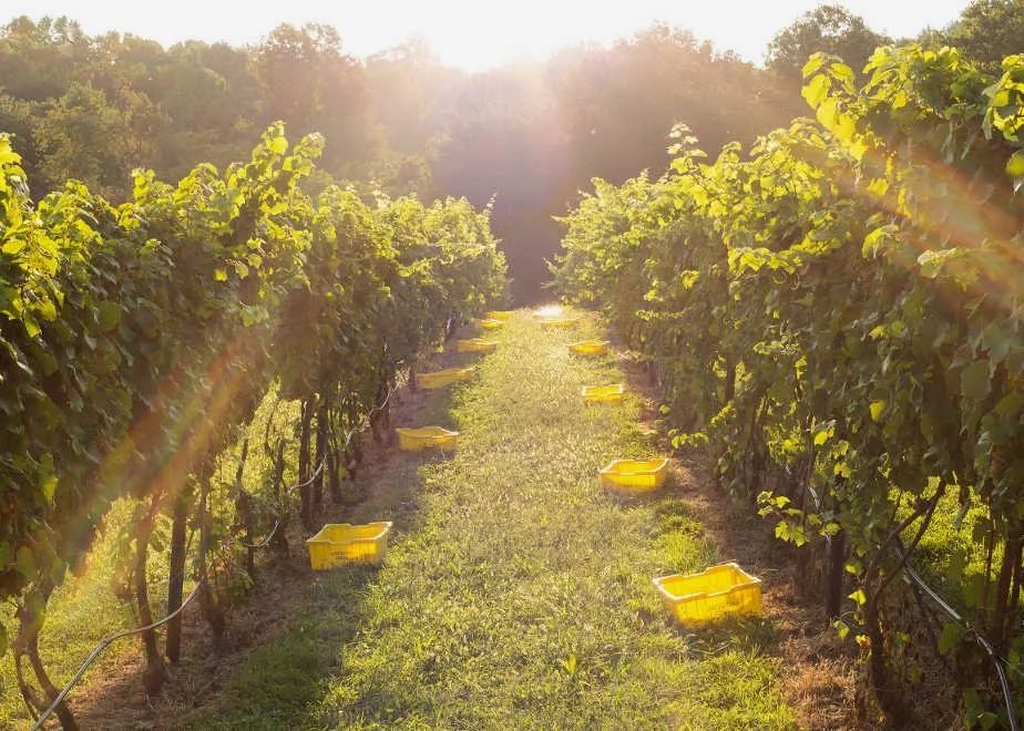 Naked Mountain Winery & Vineyard