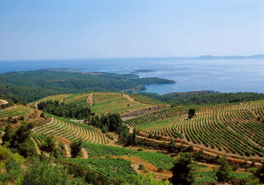 Porto Carras Winery