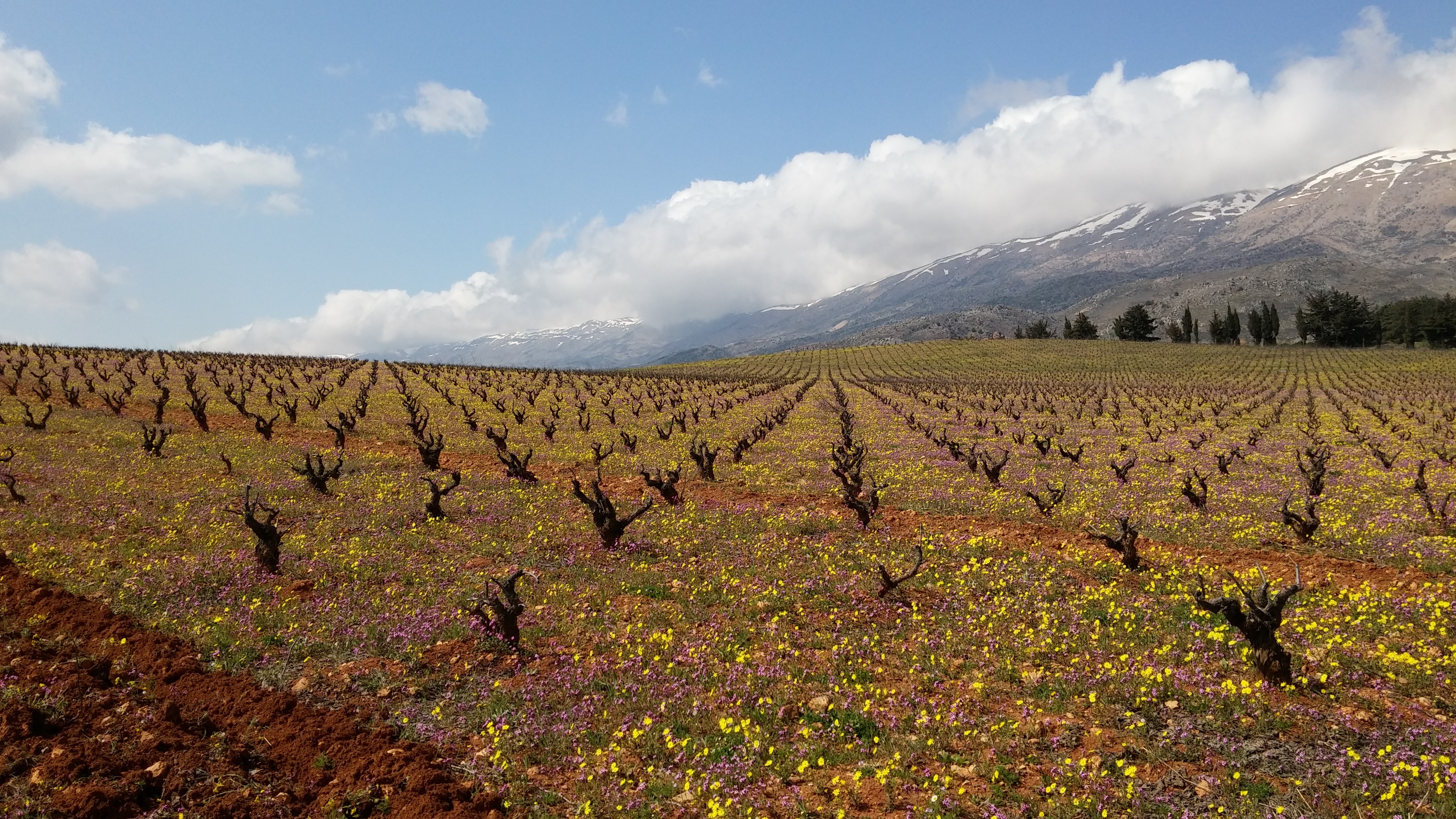 Château Kefraya