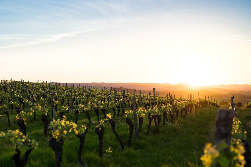 Cole Bailey Vineyards