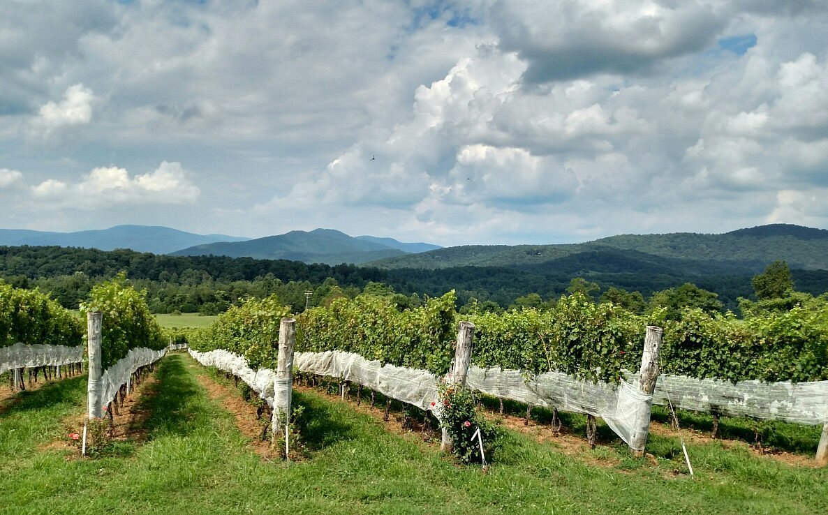 Stinson Vineyards